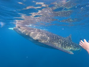 セブオクト place picture